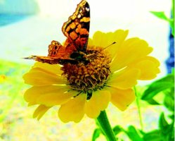 butterfly news 11 butterfly news 11