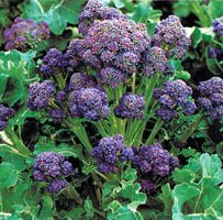 broccoli purple cropped 2