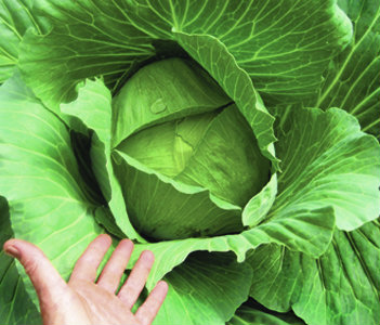 cabbage copenhagen market 2