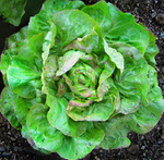lettuce hungarian pink